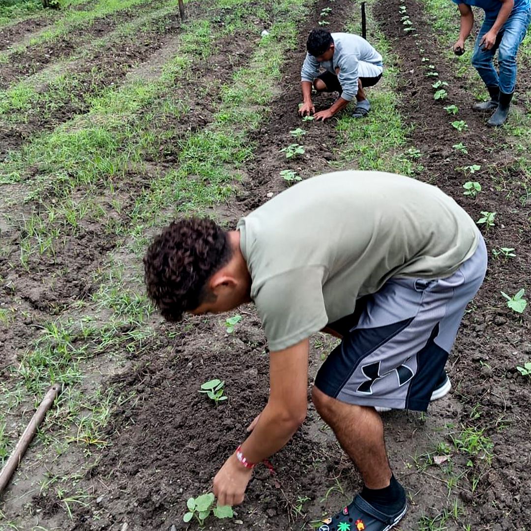 Curso de Agricultura